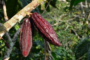 COOP og Salling vil lægge pres på kritiserede kakaoproducenter