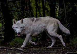Medieanmeldelse – Ulven i skoven